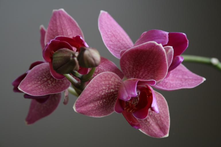 phalaenopsis