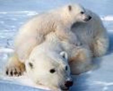 sfa - ursi polari