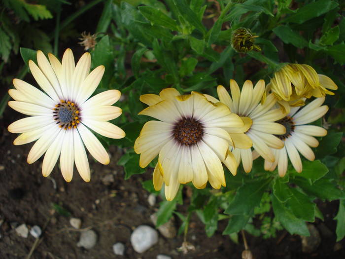 Daisy Sunny Amanda (2009, Aug.09) - 08 Garden in August