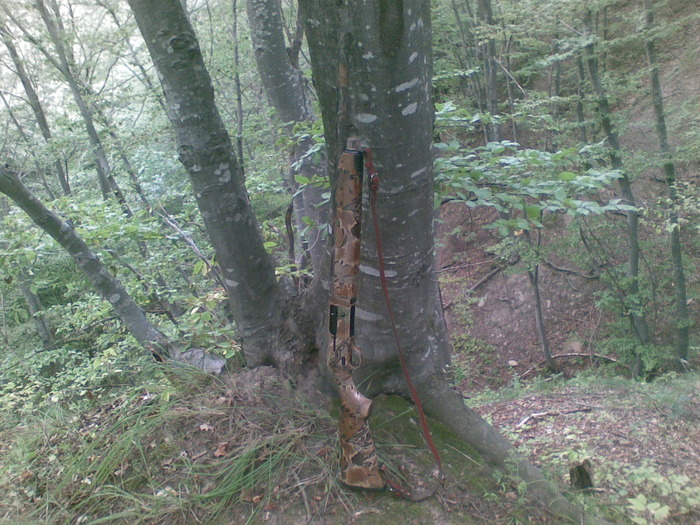 29082009(035) - vanatoare padure