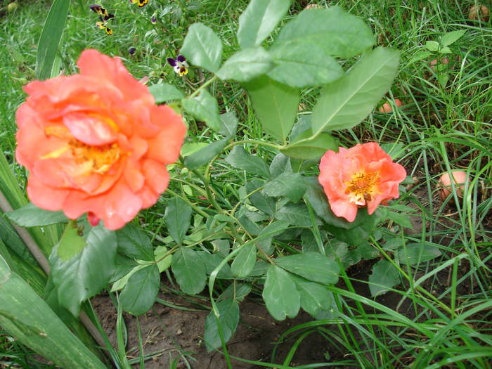 DSC09363