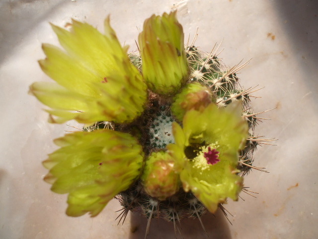 DSCF0427 - cactusii mei