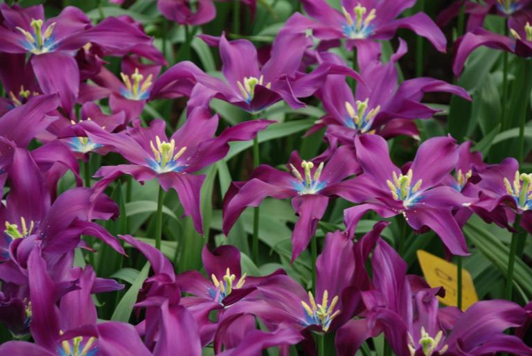 Afbeelding 770 - KEUKENHOF-OLANDA