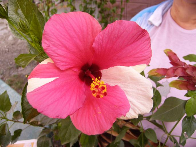 hibiscus