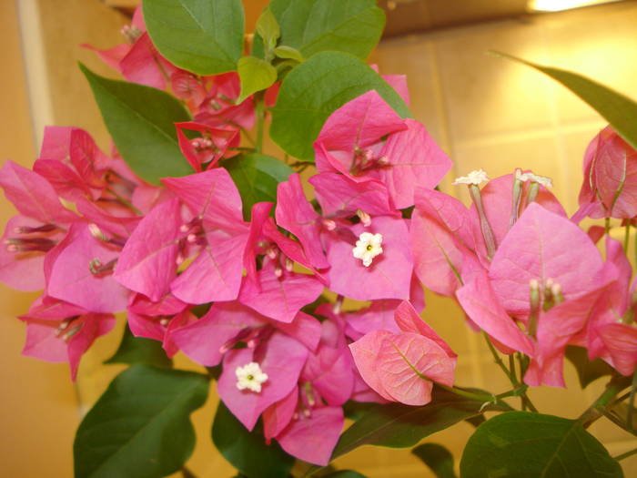 BOUGAINVILLEA