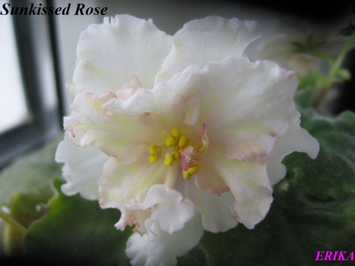 Sunkissed Rose 2009 okt 28