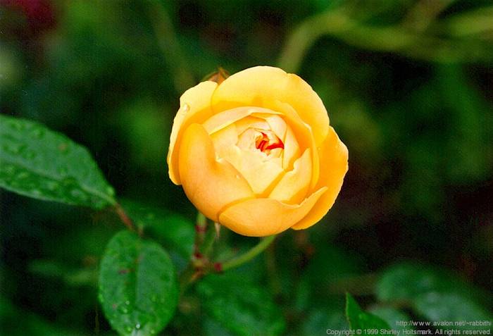 rose053 - Trandafiri