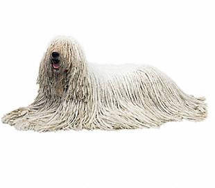 komondor - Guardians