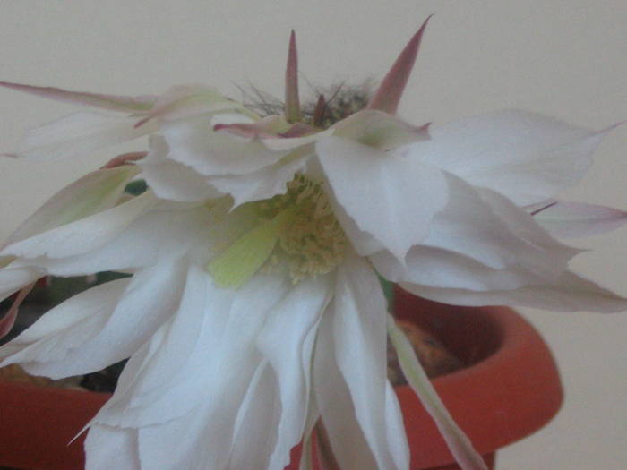 Echinopsis subdenudata - iunie 2009
