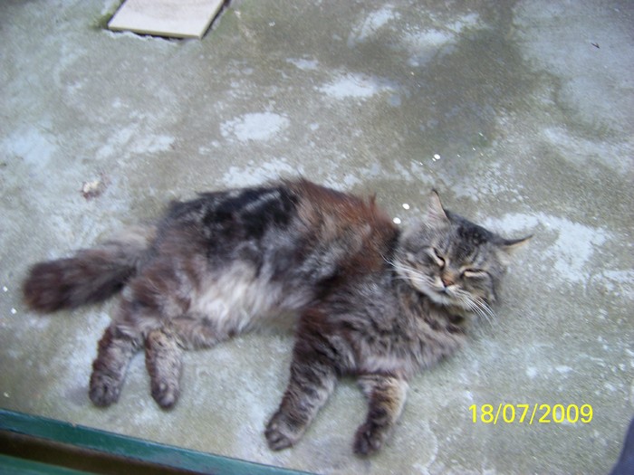 100_8070 - Miky vedeta - motanul