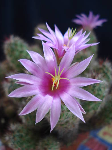DSC07754 - Cactusi