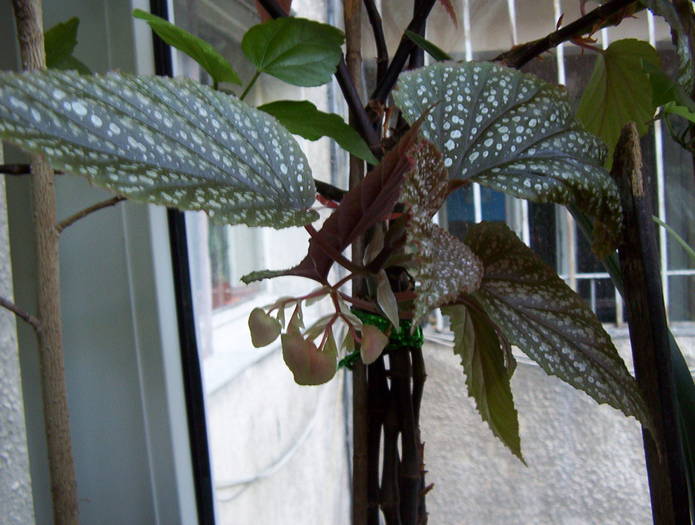 Begonia lucernae (Plaman) - DIVERSE PLANTE