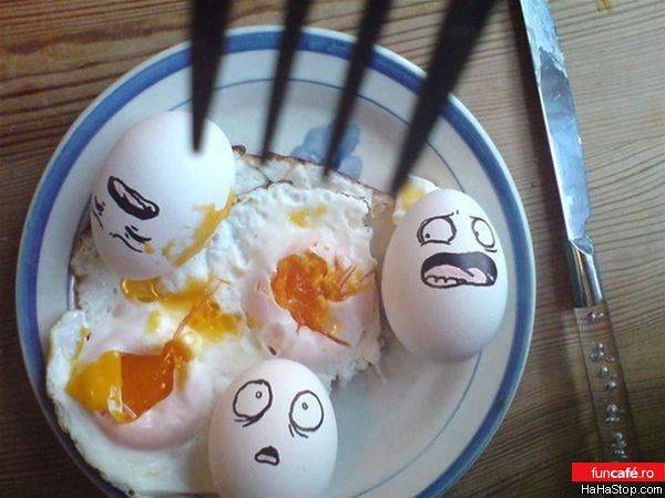 2736_scared_eggs435 - Oua speriate