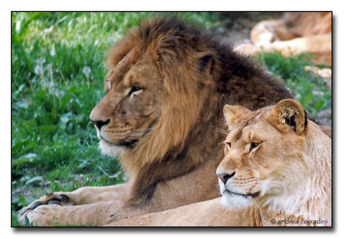 leu si leoaica - animale