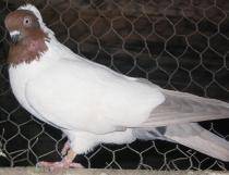 calugarite - X-TODAS LAS RASAS DE PALOMAS EN EL MUNDO
