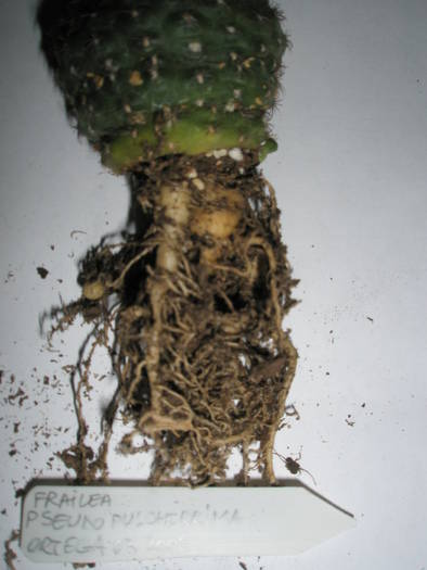 Frailea pseudopulcherrima