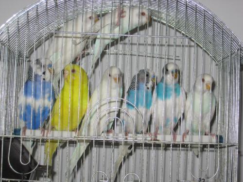 6640418-1-500_500[1]