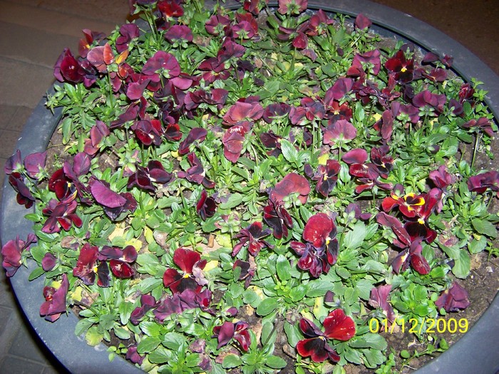 100_6130 - 1 Decembrie Timisoara