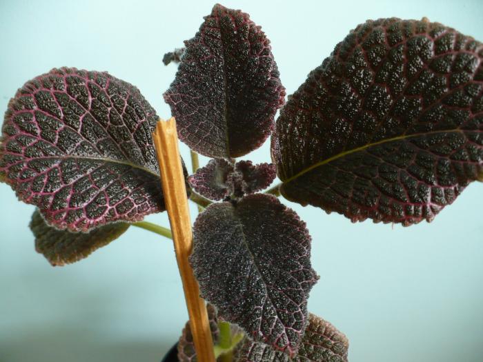 Chocolate Cream - Episcia 2009 - 2010 - 2012 - 2014