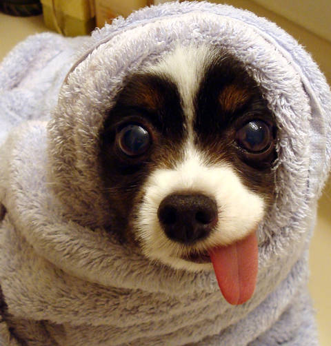 toweldog