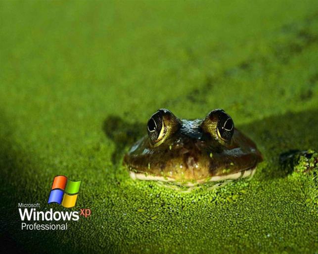 Windows Xp Wallpaper Amuzant de X