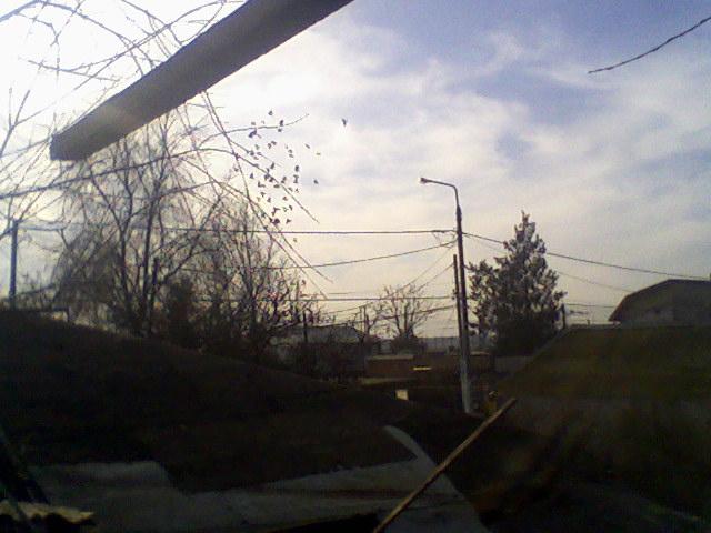 Fotografii-0053 - Porumbeii mei calatori