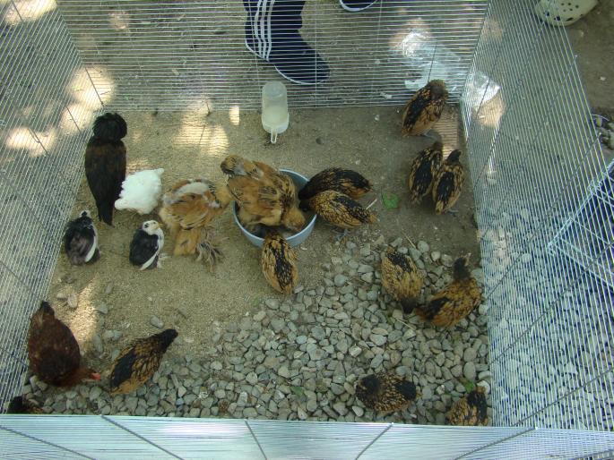 DSC00818 - 22-05-2008