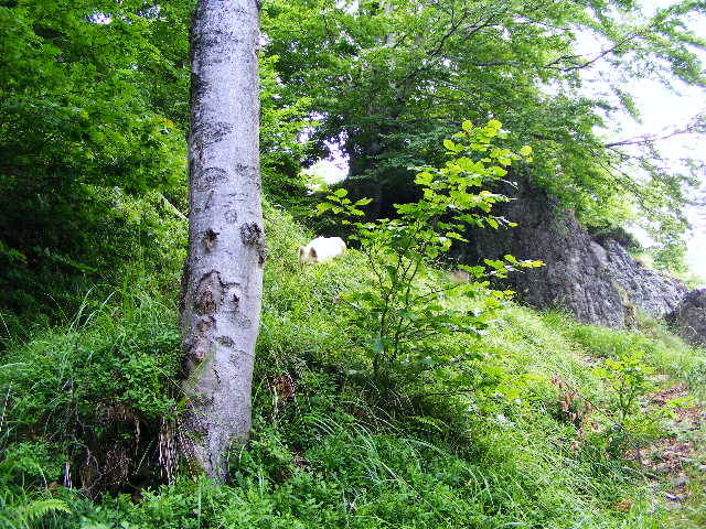 DSCF2993 - Suior Poiana Mlejnita Varful Secatura Creasta Cocosului  din Muntii Guta