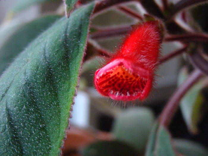 DSC07451 - Kohleria Eriantha 2009