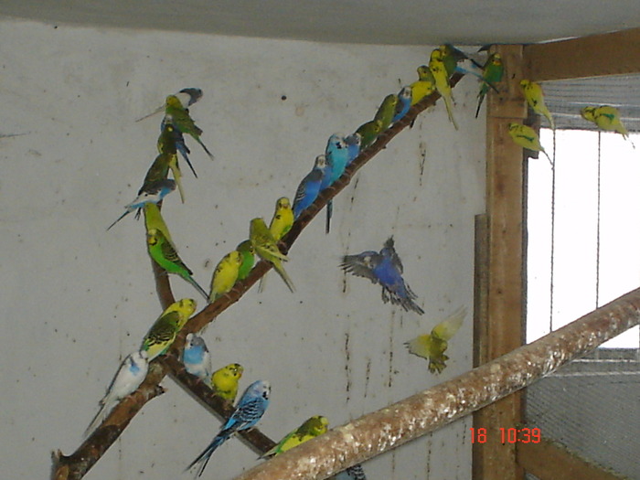 DSC08243 - DECEMBRIE 2009