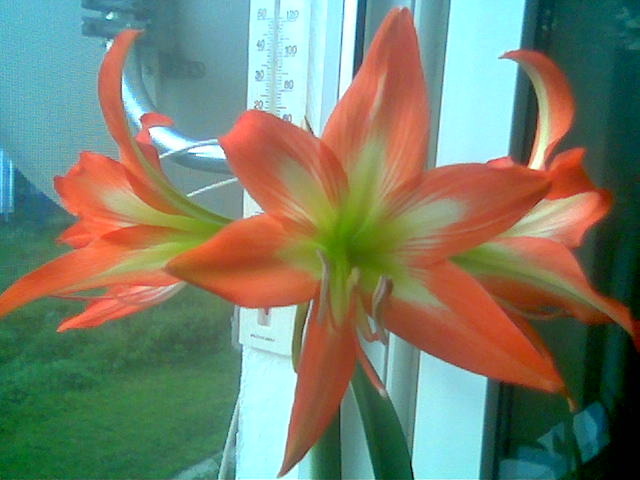 Hippeastrum - Inflorite 2009