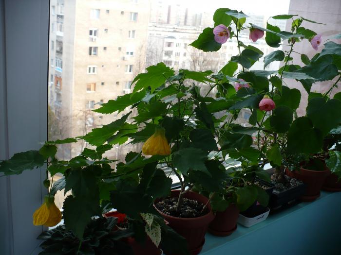 P1090108 - ABUTILONI