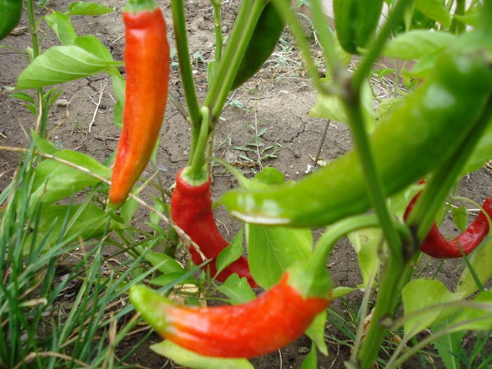 Cayenne Pepper (2009, August 16) - Cayenne Red Hot Pepper