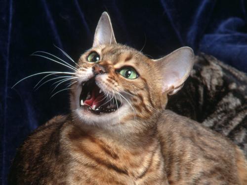 Pisica Bengaleza Poze Pisici Imagini Pisicute Wallpapers