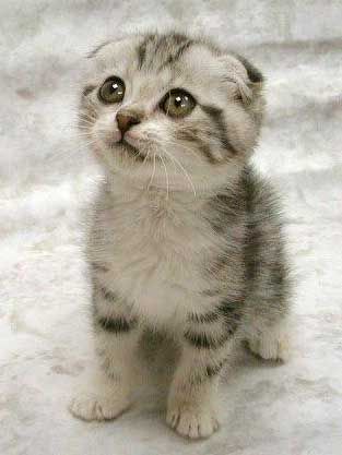 Cute Kitten (6) - Nota pentru pagina mea