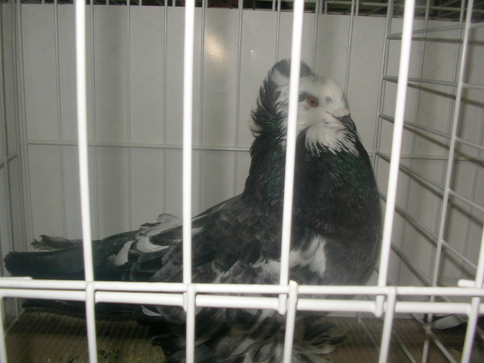 SANY0243 - poze expo 2009