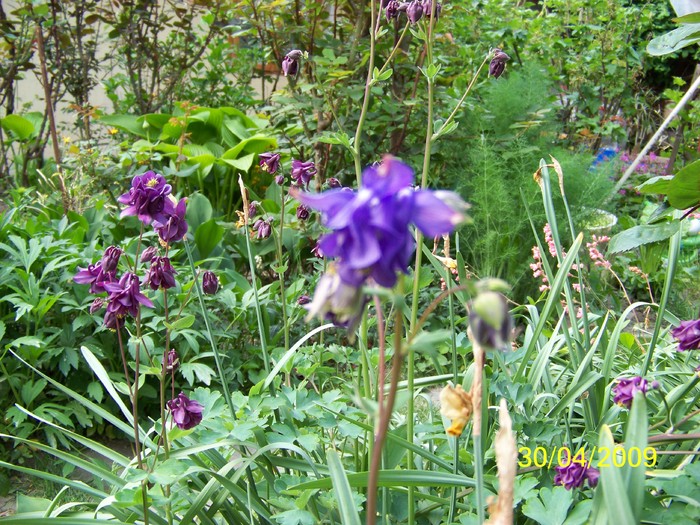 100_1273 - Primavara in curte  Timisoara