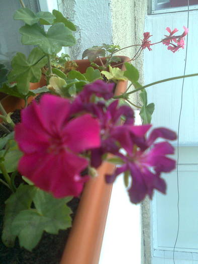 muscata fucsia - muscate curgatoare