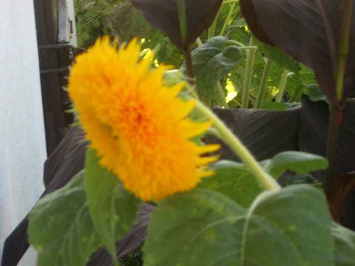 floarea soarelui decorativa