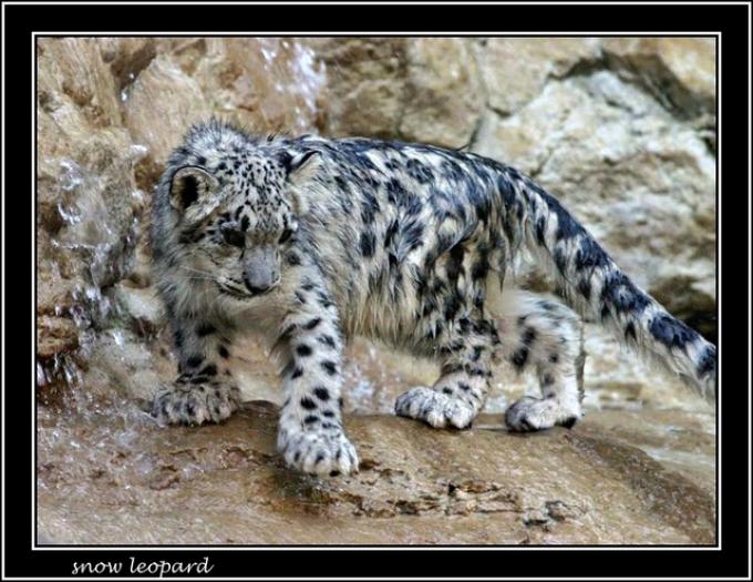 leopardul alb