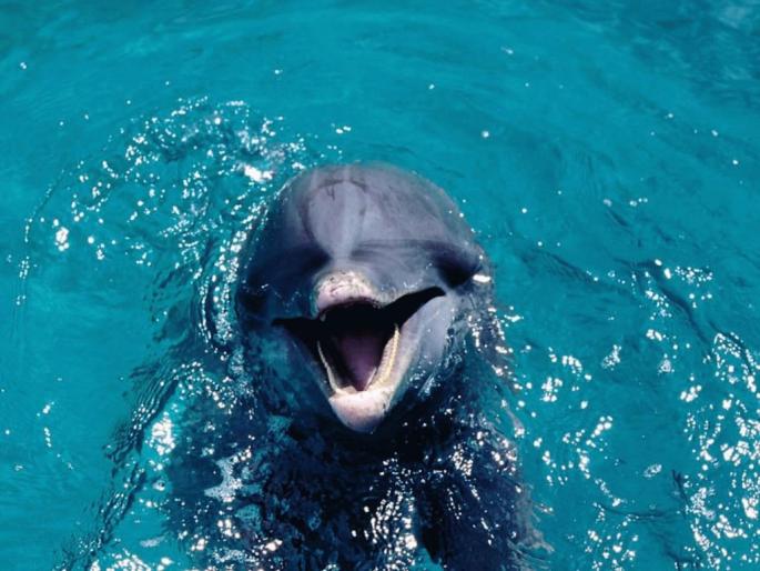 delfin