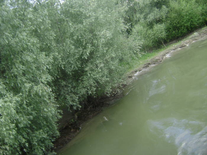 excursie delta dunarii 5062009 135 - EXCURSIE  in DELTA