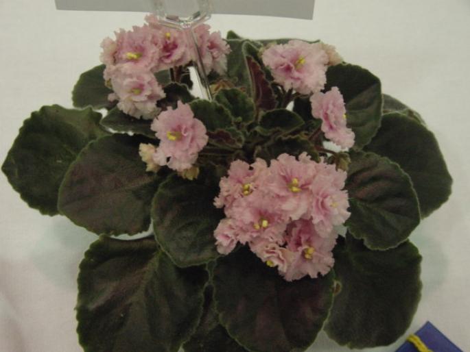 Robs_Pink_Puff_2005avsa_2 - violete de pe net 1