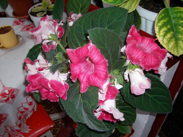 Gloxinia rosu pintenat - Gloxinii colectie 2009