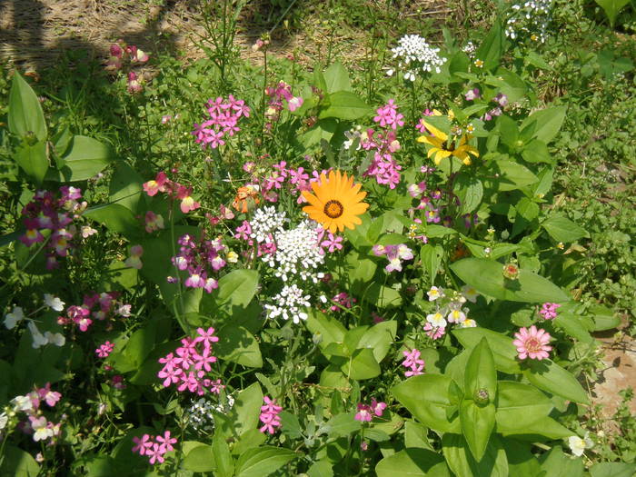 mixuri 1 - FLORILE MELE 2009