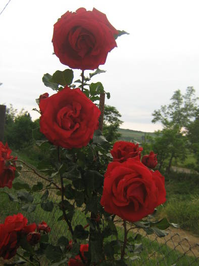 flori 077 - trandafiri