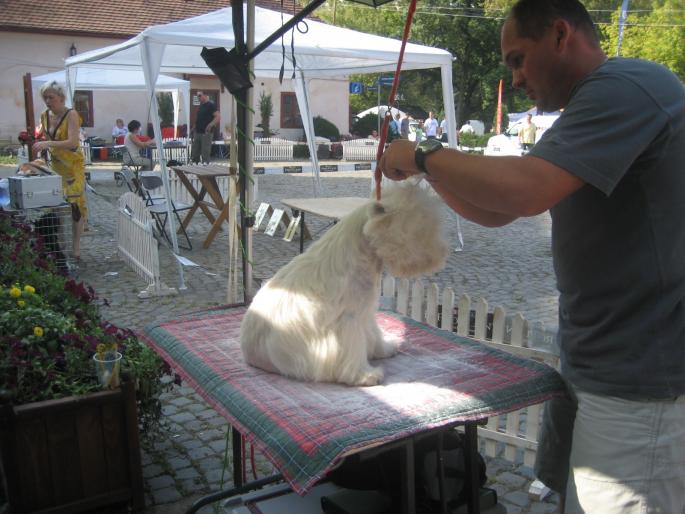 IMG_3313 - EXPO Tg Mures 2008
