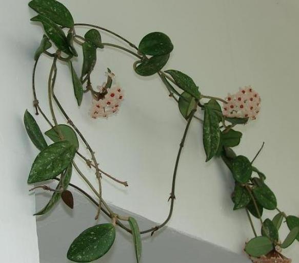 hoya - flori 2007