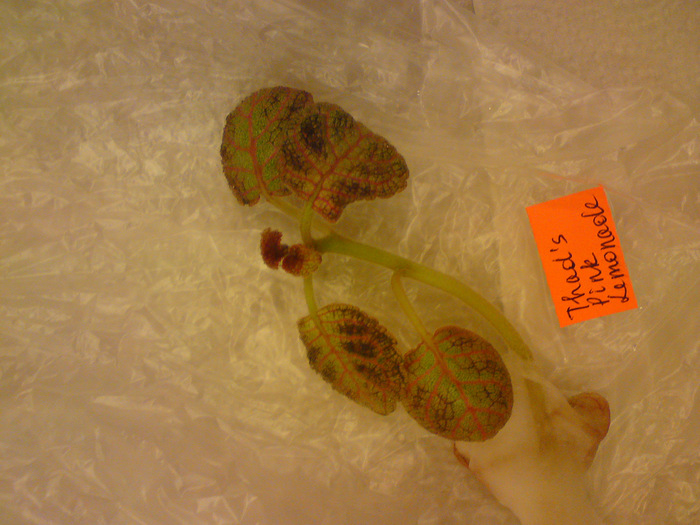 Episcia Lituania - Thad's Pink Lemonade; Episcia Lituania - Thad's Pink Lemonade
