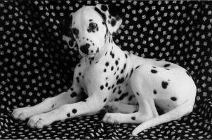 dalmatian cu privire curioasa - catelusi